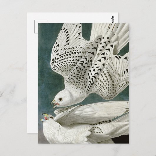 Gyrfalcon door John Audubon Briefkaart (Voorkant / Achterkant)