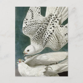 Gyrfalcon door John Audubon Briefkaart