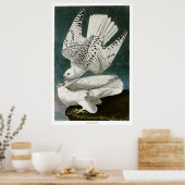Gyrfalcon door John Audubon Poster (Keuken)