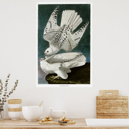 Gyrfalcon door John Audubon Poster (Keuken)