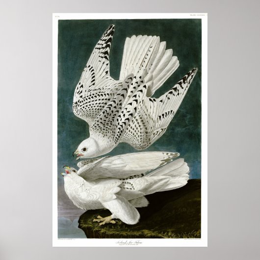 Gyrfalcon door John Audubon Poster (Voorkant)