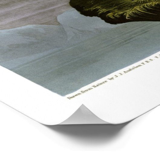 Gyrfalcon door John Audubon Poster (Hoek)