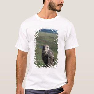 gyrfalcon, Falco rusticolus, juveniel T-shirt