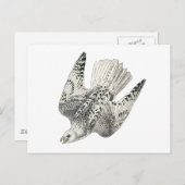 Gyrfalcon Falcon Diving Kunst Briefkaart (Voorkant / Achterkant)