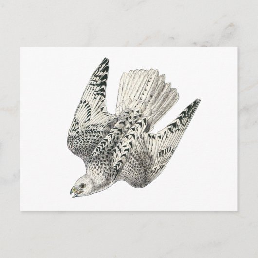 Gyrfalcon Falcon Diving Kunst Briefkaart (Voorkant)