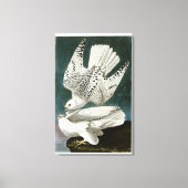 Gyrfalcon Fine Art van John Audubon Canvas Afdruk (Voorkant)