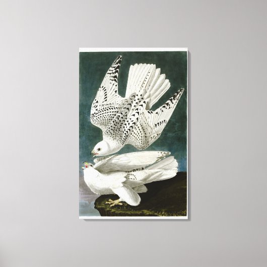 Gyrfalcon Fine Art van John Audubon Canvas Afdruk (Voorkant)