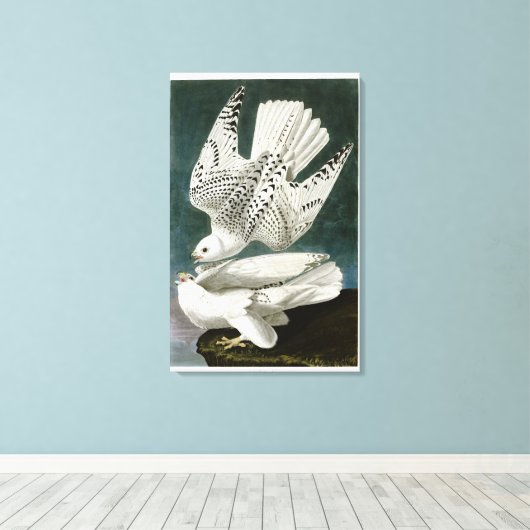 Gyrfalcon Fine Art van John Audubon Canvas Afdruk (Insitu (Houten vloer))