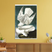 Gyrfalcon Fine Art van John Audubon Canvas Afdruk (Insitu (Woonkamer))