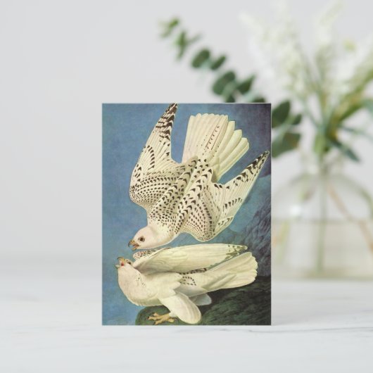 Gyrfalcon, John James Audubon Briefkaart (Staand voorkant)