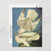 Gyrfalcon, John James Audubon Briefkaart (Voorkant / Achterkant)