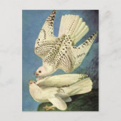 Gyrfalcon, John James Audubon Briefkaart (Voorkant)