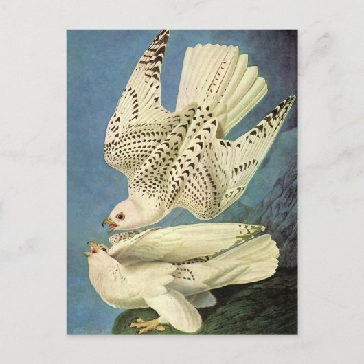 Gyrfalcon, John James Audubon Briefkaart (Voorkant)