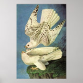 Gyrfalcon, John James Audubon Poster (Voorkant)