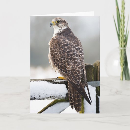 Gyrfalcon Kaart (Voorkant)