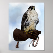 Gyrfalcon op Glove Poster (Voorkant)