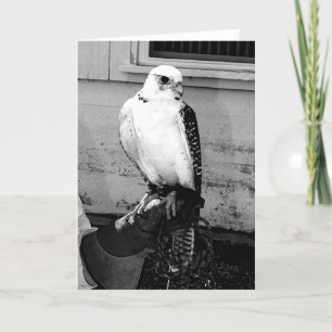 Gyrfalcon rustend op handler's handlet notecard kaart