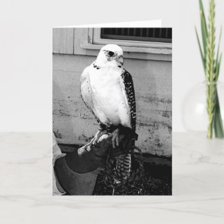Gyrfalcon rustend op handler's handlet notecard kaart