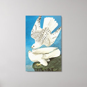 Gyrfalcons, ook bekend als Gerfalcons door John Ja Canvas Afdruk