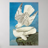 Gyrfalcons, ook bekend als Gerfalcons door John Ja Poster (Voorkant)
