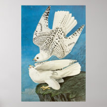 Gyrfalcons, ook bekend als Gerfalcons door John Ja