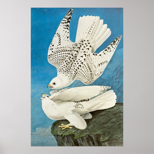 Gyrfalcons, ook bekend als Gerfalcons door John Ja Poster (Voorkant)