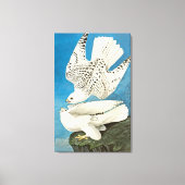Gyrfalcons, ook bekend als Gerfalcons, van John Ja Canvas Afdruk (Voorkant)