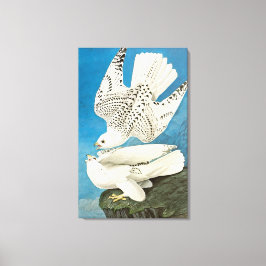 Gyrfalcons, ook bekend als Gerfalcons, van John Ja Canvas Afdruk