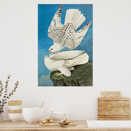 Gyrfalcons, ook bekend als Gerfalcons, van John Ja Poster (Keuken)