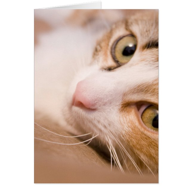 Gyro de kat (Voorkant)