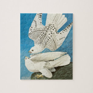 Gyrvalken, ook bekend als Gervalken door John Jame Legpuzzel