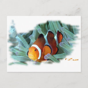 H2Oasis Clownfish Briefkaart