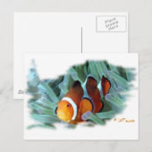 H2Oasis Clownvis Briefkaart (Voorkant / Achterkant)