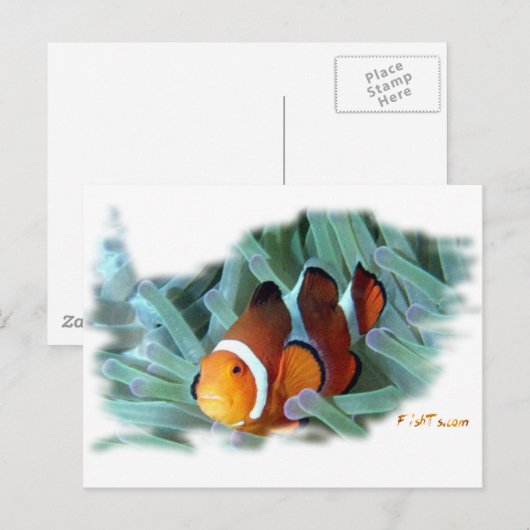 H2Oasis Clownvis Briefkaart (Voorkant / Achterkant)