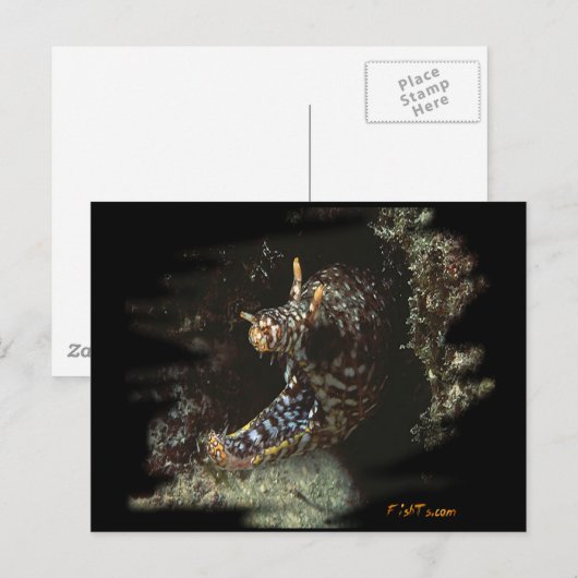 H2Oasis Dragon Moray Briefkaart (Voorkant / Achterkant)