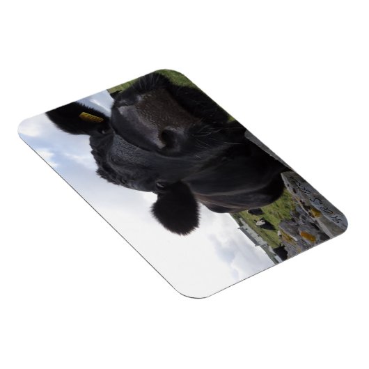 H.A.S. Arts Koe magneet (Rechterzijde)