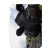 H.A.S. Arts Koe magneet (Verticaal)