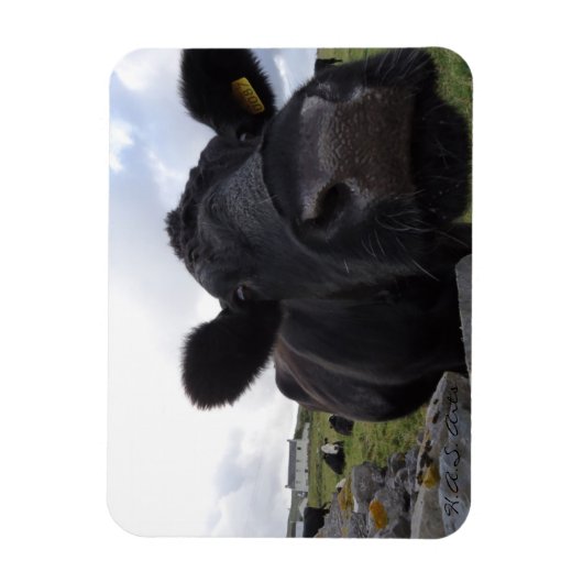 H.A.S. Arts Koe magneet (Verticaal)