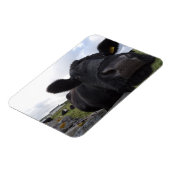 H.A.S. Arts Koe magneet (Linkerzijde)