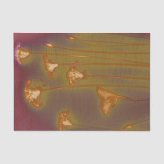 H.A.S. Kunststofpapier, hoest afbeelding Tissuepapier