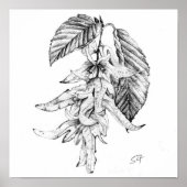 Haagbeuk botanische potloodschets poster (Voorkant)