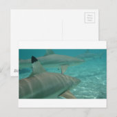 haai briefkaart (Voorkant / Achterkant)