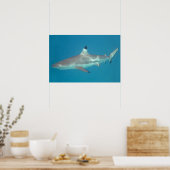 Haai die onder water zwemt poster (Keuken)