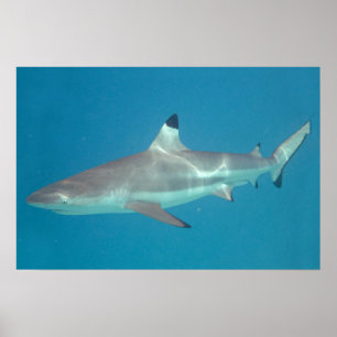 Haai die onder water zwemt poster