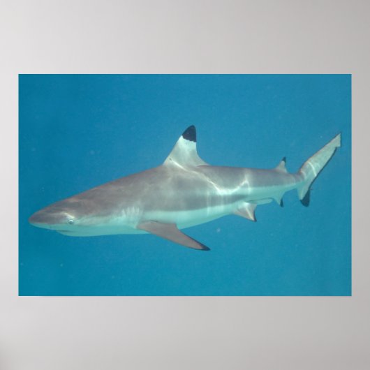 Haai die onder water zwemt poster (Voorkant)