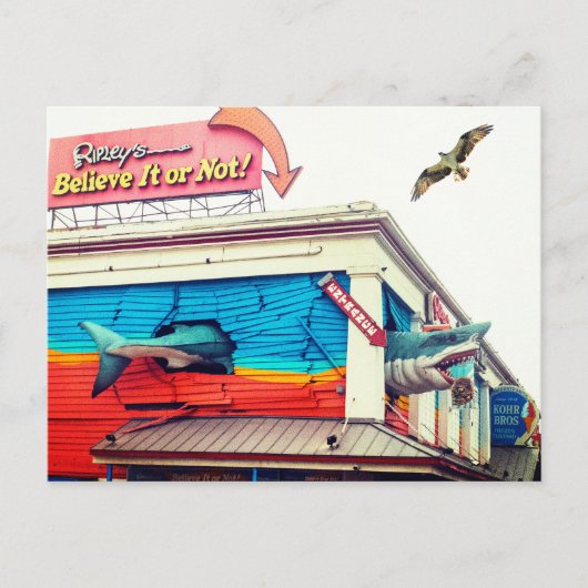 Haai en Visarend Briefkaart (Voorkant)