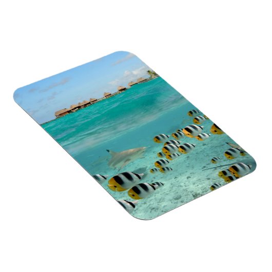 Haai en vissen in Bora Bora verticale magneet (Rechterzijde)