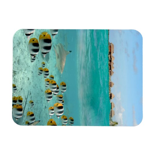 Haai en vissen in Bora Bora verticale magneet (Horizontaal)
