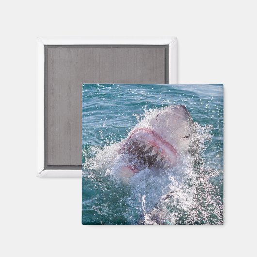 Haai in het water magneet (Voorkant / Achterkant)
