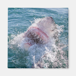 Haai in het water magneet